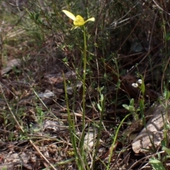 Diuris chryseopsis at Belconnen, ACT - suppressed