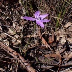 Glossodia major (Wax Lip Orchid) at Belconnen, ACT - 26 Sep 2023 by CathB