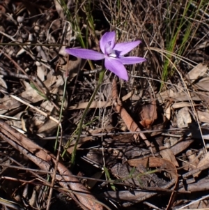 Glossodia major (Wax Lip Orchid) at Belconnen, ACT by CathB