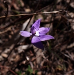 Glossodia major at Belconnen, ACT - 26 Sep 2023