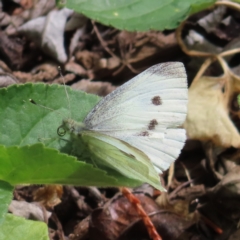 Pieris rapae (Cabbage White) at QPRC LGA - 26 Sep 2023 by MatthewFrawley