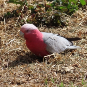 Eolophus roseicapilla (Galah) at Braidwood, NSW by MatthewFrawley