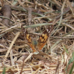 Vanessa kershawi (Australian Painted Lady) at QPRC LGA - 26 Sep 2023 by MatthewFrawley