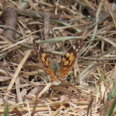 Vanessa kershawi (Australian Painted Lady) at QPRC LGA - 26 Sep 2023 by MatthewFrawley