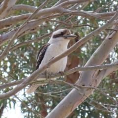 Dacelo novaeguineae (Laughing Kookaburra) at Braidwood, NSW - 26 Sep 2023 by MatthewFrawley
