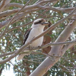 Dacelo novaeguineae (Laughing Kookaburra) at Braidwood, NSW by MatthewFrawley