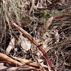 Thelymitra brevifolia (Short-leaf Sun Orchid) at Belconnen, ACT - 26 Sep 2023 by CathB