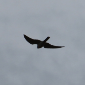 Falco cenchroides at Braidwood, NSW - 27 Sep 2023