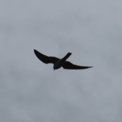 Falco cenchroides (Nankeen Kestrel) at QPRC LGA - 27 Sep 2023 by MatthewFrawley