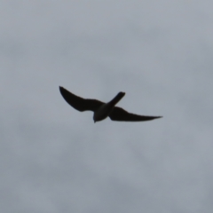 Falco cenchroides (Nankeen Kestrel) at Braidwood, NSW - 27 Sep 2023 by MatthewFrawley