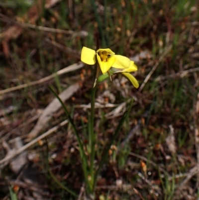 Diuris chryseopsis (Golden Moth) at Mount Painter - 26 Sep 2023 by CathB