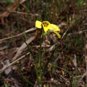 Diuris chryseopsis (Golden Moth) at Belconnen, ACT by CathB