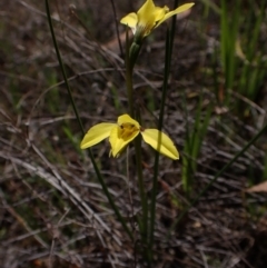 Diuris chryseopsis at Belconnen, ACT - suppressed