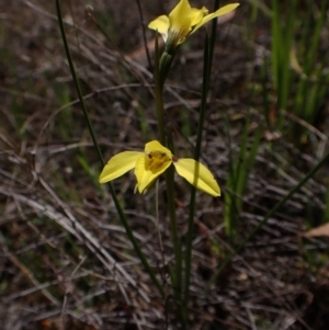 Diuris chryseopsis at Belconnen, ACT - 26 Sep 2023