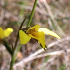 Diuris chryseopsis at Belconnen, ACT - 26 Sep 2023