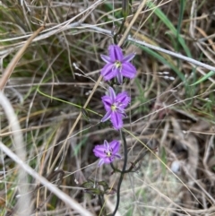 Thysanotus patersonii (Twining Fringe Lily) at Fraser, ACT - 27 Sep 2023 by Rosie