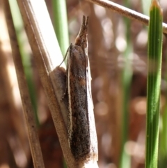 Etiella behrii (Lucerne Seed Web Moth) at Mount Painter - 26 Sep 2023 by CathB