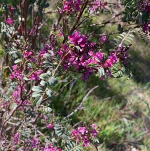 Indigofera adesmiifolia at Flynn, ACT - 25 Sep 2023