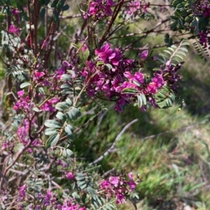 Indigofera australis subsp. australis at suppressed by Rosie