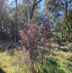 Indigofera adesmiifolia at Flynn, ACT - 25 Sep 2023 09:32 AM