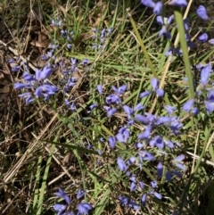 Comesperma volubile (Love Creeper) at Flynn, ACT - 24 Sep 2023 by Rosie