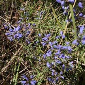 Comesperma volubile at Flynn, ACT - 25 Sep 2023 09:58 AM