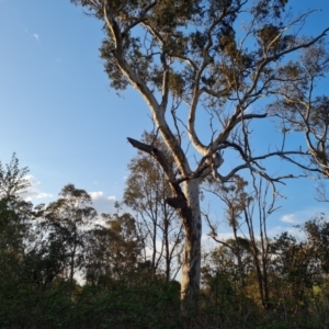 Apis mellifera at O'Malley, ACT - 27 Sep 2023