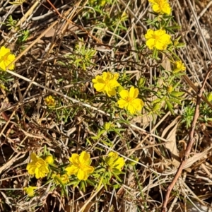 Hibbertia calycina at O'Malley, ACT - 27 Sep 2023 04:26 PM