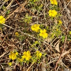 Hibbertia calycina (Lesser Guinea-flower) at O'Malley, ACT - 27 Sep 2023 by Mike