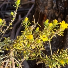 Hibbertia calycina at O'Malley, ACT - 27 Sep 2023 04:26 PM