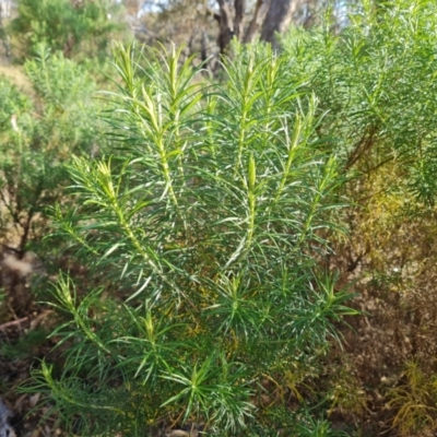 Cassinia longifolia (Shiny Cassinia, Cauliflower Bush) at O'Malley, ACT - 27 Sep 2023 by Mike