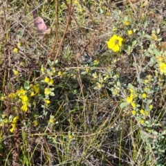 Hibbertia obtusifolia (Grey Guinea-flower) at Mount Mugga Mugga - 27 Sep 2023 by Mike