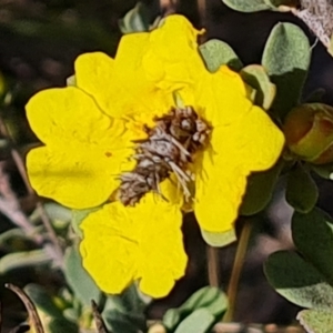Heliocosma (genus - immature) at Mount Mugga Mugga - 27 Sep 2023