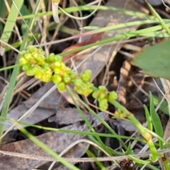Rumex acetosella (Sheep Sorrel) at O'Malley, ACT - 27 Sep 2023 by Mike