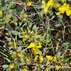 Hibbertia obtusifolia (Grey Guinea-flower) at O'Malley, ACT - 27 Sep 2023 by Mike