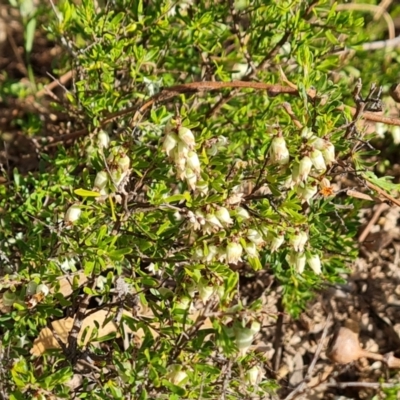 Cryptandra amara (Bitter Cryptandra) at Mount Mugga Mugga - 27 Sep 2023 by Mike