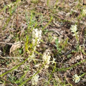 Stackhousia monogyna at O'Malley, ACT - 27 Sep 2023