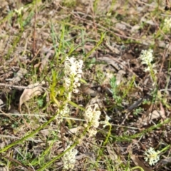 Stackhousia monogyna (Creamy Candles) at O'Malley, ACT - 27 Sep 2023 by Mike