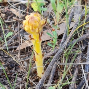 Orobanche minor at O'Malley, ACT - 27 Sep 2023