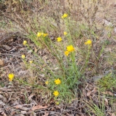 Xerochrysum viscosum (Sticky Everlasting) at O'Malley, ACT - 27 Sep 2023 by Mike