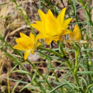 Xerochrysum viscosum at O'Malley, ACT - 27 Sep 2023