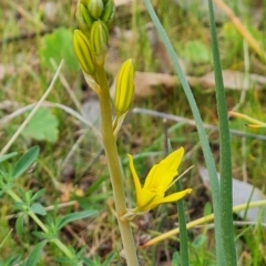 Bulbine bulbosa (Golden Lily, Bulbine Lily) at O'Malley, ACT - 27 Sep 2023 by Mike