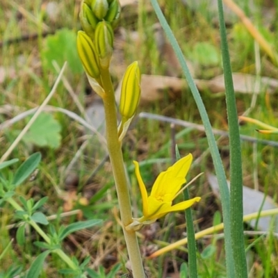 Bulbine bulbosa (Golden Lily, Bulbine Lily) at O'Malley, ACT - 27 Sep 2023 by Mike