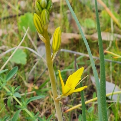 Bulbine bulbosa (Golden Lily) at Mount Mugga Mugga - 27 Sep 2023 by Mike