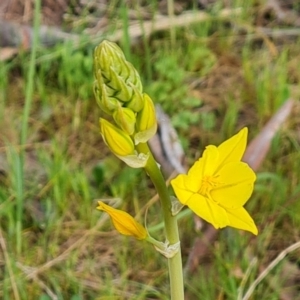 Bulbine bulbosa at O'Malley, ACT - 27 Sep 2023