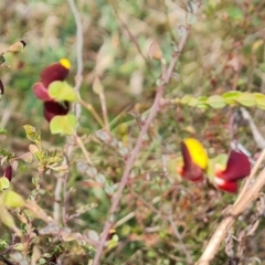 Bossiaea buxifolia (Matted Bossiaea) at Mount Mugga Mugga - 27 Sep 2023 by Mike