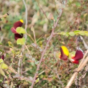 Bossiaea buxifolia at O'Malley, ACT - 27 Sep 2023 03:34 PM