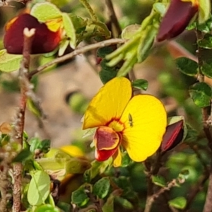 Bossiaea buxifolia at O'Malley, ACT - 27 Sep 2023