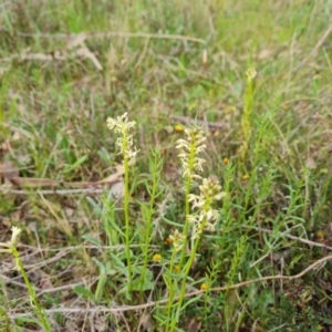 Stackhousia monogyna at O'Malley, ACT - 27 Sep 2023 03:31 PM