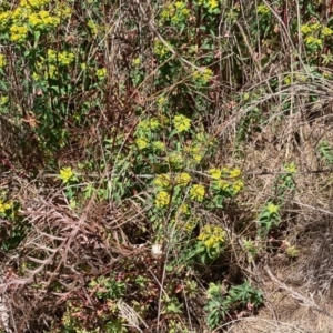 Euphorbia oblongata at Macgregor, ACT - 24 Sep 2023